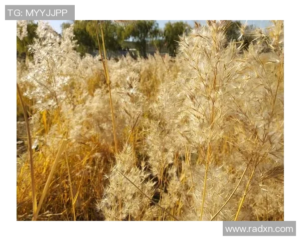 与杨强畅谈篮球生涯的点滴回忆与成长之路 与杨强畅谈篮球生涯的点滴回忆与成长之路